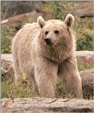 Wilhelma Zoo have Brown Bears, too - Here's the portrait