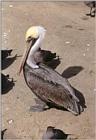 California souvenir rescanned - Pelican at La Jolla Beach, San Diego