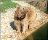 Couple o' bears rescanned - Heidelberg Zoo, Summer 2000