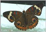 Buckeye Butterfly #6