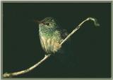 Hummingbird - Buff-bellied