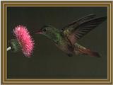 Buff-bellied Hummingbird (4)