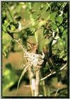 Hummingbird - Buff-bellied