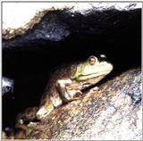 more frogs (older ones) 1/2
