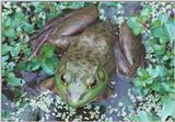 Bullfrog 2
