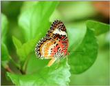 Butterflies from Friedrichsruh - another one, 1024x768