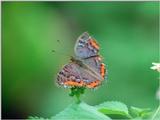 Butterflies from Friedrichsruh - A symphony in blue and orange (2 pics)