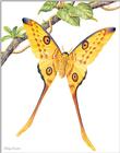 Art by Hermann Fey Butterfly08.jpg (1/1) 115659 bytes