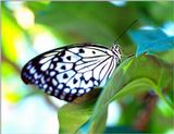 Please identify this butterfly - Butterfly5.jpg (1/2)