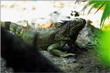 iguana (pretty sure)