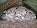 Cope's Gray Treefrog - Hyla chrysoscelis