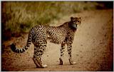 Re: leopards - Cheetah