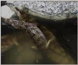 Re: Spectacled Caimans  (C. caiman crocodylus) mating