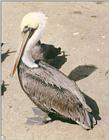 Pictures from my trip to California - Pelican at La Jolla Beach, San Diego