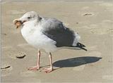 Can't get much sleep tonight - one more animal picture from my California trip - Seagull at Coro...