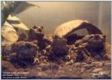 California Toads (Bufo boreas halophilus)