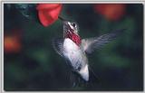 Hummingbird - Calliope