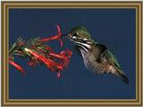 Calliope Hummingbird (3)