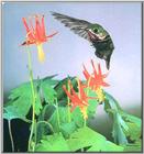 Hummingbird - Calliope Hummingbird 14