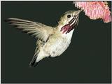 Hummingbird - Calliope Hummingbird 16