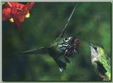 Hummingbird - Calliope