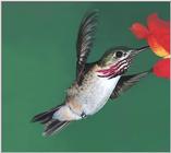 Hummingbird - calliope hummingbird male 06