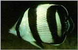 Camouflage J03-Butterflyfish-striped pattern.jpg