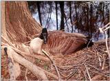 Canada Goose Mother 2
