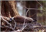 The Canada Goose Mother 1