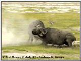 Buffalos fighting