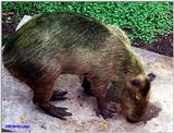 Capybara - capybara.jpg