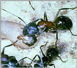 Carpenter Ants J01-worker helps hatching (목수개미)