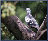 Birds Of September --> Rock Dove