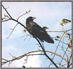 Back Yard Birds - crow01.jpg --> American Crow