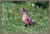 Back Yard Birds -- robin.jpg