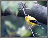 Back Yard Birds -- American Goldfinch -- gfinch980725.jpg