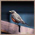Re: Messages --> American Robin