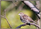 More birds --> House Sparrow