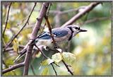 Back Yard Birds -- Dignified Bluejay -- bluejay070398a.jpg