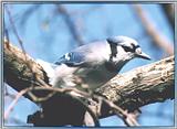 Back Yard Birds - bluejay08.jpg --> Blue Jay