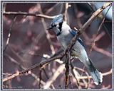 Backyard Birds -- bluejay15.jpg --> Blue Jay