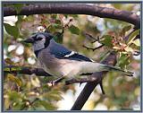 Back Yard Birds -- bluejay980509.jpg