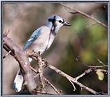 Back yard Birds -- Another Blue jay -- bluejay980919.jpg