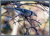 Back Yard Birds -- bluejay980921a.jpg --> Blue Jay