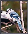 Back Yard Birds -- bluejay980926a.jpg --> Blue Jay