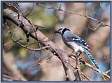 Back Yard Birds -- bluejay980926b.jpg --> Blue Jay