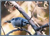 Back yard Birds -- bluejay981001a.jpg --> Blue Jay