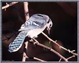 Back yard Birds -- bluejay981001b.jpg --> Blue Jay
