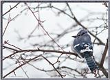 Back Yard Brrr Brrrr Bird -- bluejay990101.jpg --> Blue Jay
