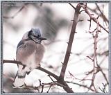Back Yard Birds -- another cold Blue Jay -- bluejay990110a.jpg